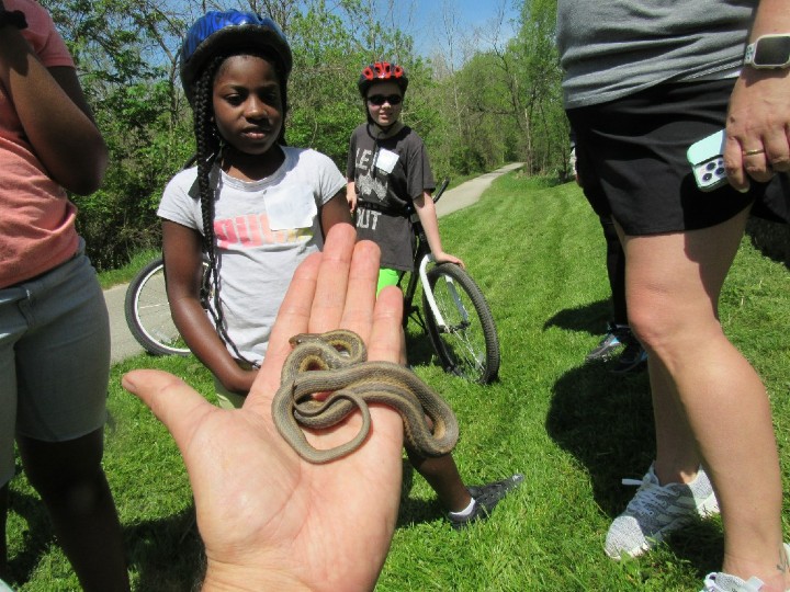 Eastern Garter Snake